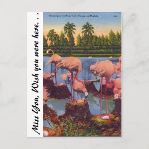 Cartão Postal Flamingos na Flórida