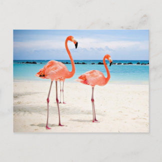 Cartão Postal Flamingos na praia