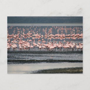 Cartão Postal Flamingos no lago Nakuru, no Quênia