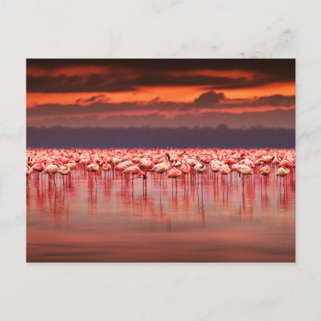 Cartão Postal Flamingos no Sunset (Frente)