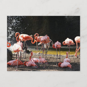 Cartão Postal Flamingos Rosa