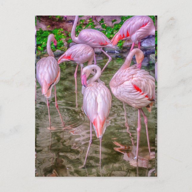 Cartão Postal Flamingos Rosa (Frente)