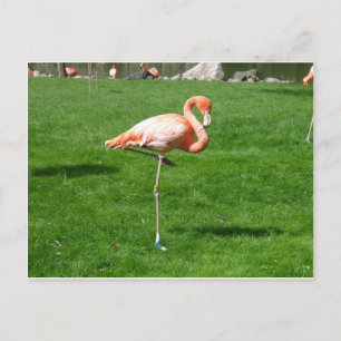 Cartão Postal Flamingos Rosa