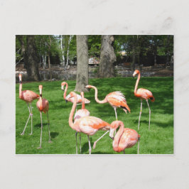 Cartão Postal Flamingos Rosa