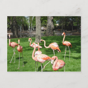 Cartão Postal Flamingos Rosa