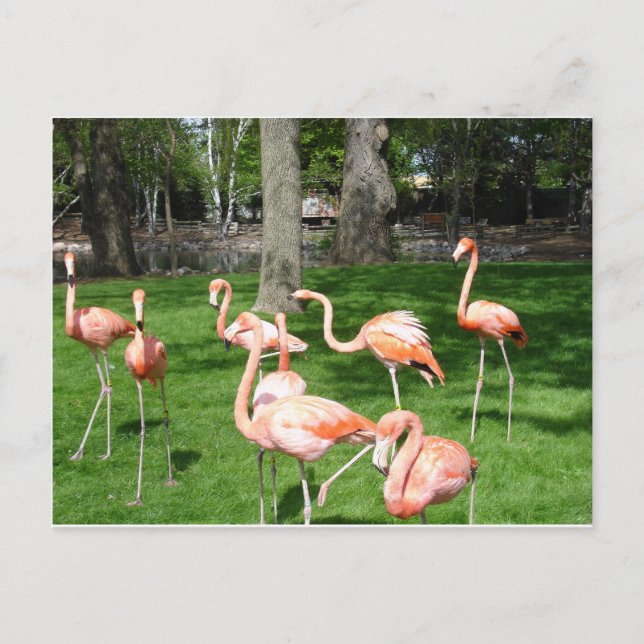 Cartão Postal Flamingos Rosa (Frente)