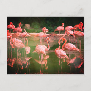 Cartão Postal Flamingos Rosa