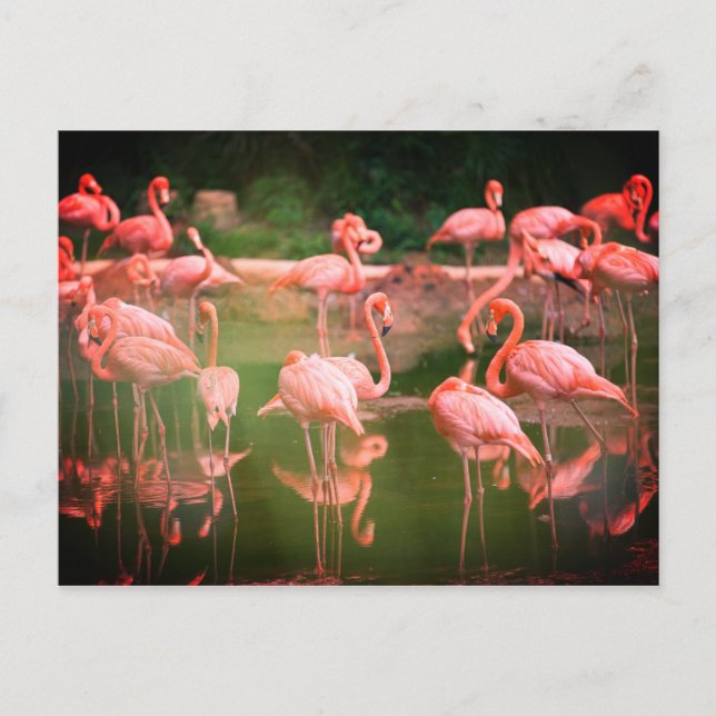 Cartão Postal Flamingos Rosa (Frente)