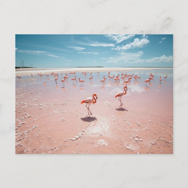 Cartão Postal Flamingos rosa (Frente)