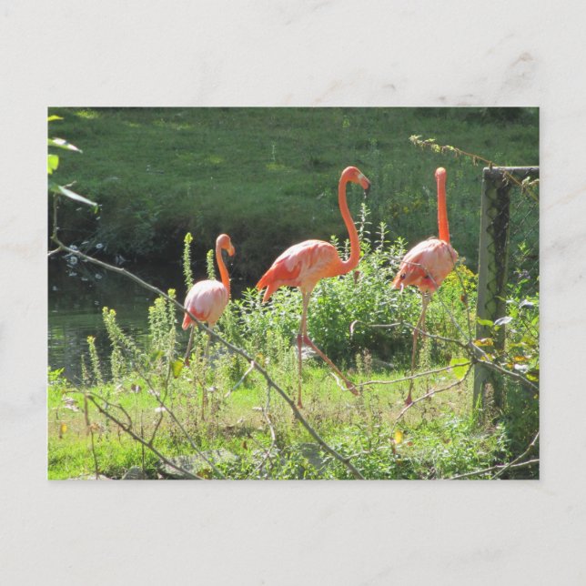 Cartão Postal Flamingos Rosa (Frente)