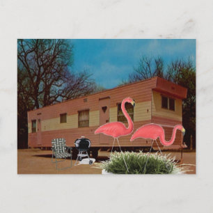 Cartão Postal Flamingos Rosa