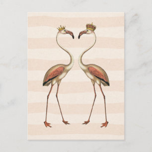 Cartão Postal Flamingos Rosa em Coroas