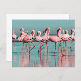 Cartão Postal flamingos selvagens africanos