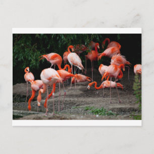 Cartão Postal Flamingos tropicais do destino dos pássaros da