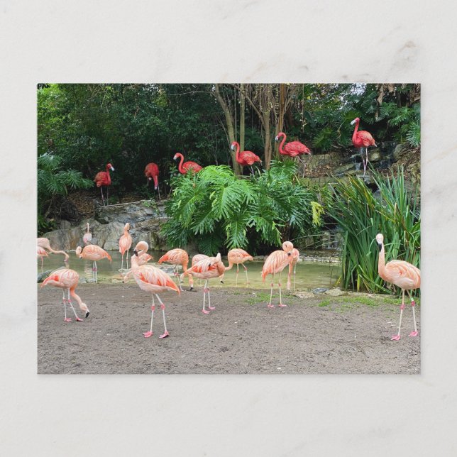 Cartão Postal Flamingos vermelhos e Flamingos cor-de-rosa (Frente)