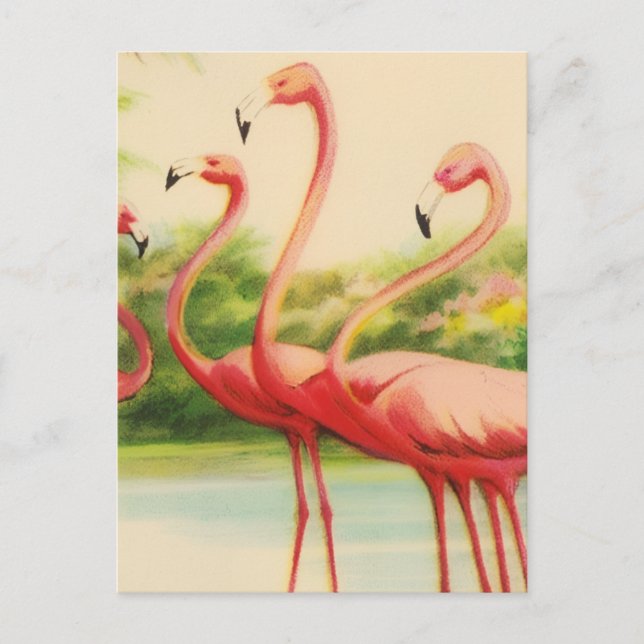 Cartão Postal Flamingos Vintage (Frente)