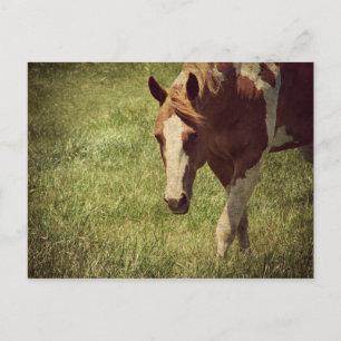 Cartão Postal Flashy