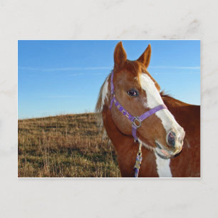 Cartão Postal Flashy em Nebraka