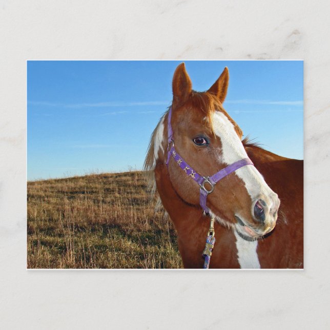 Cartão Postal Flashy em Nebraka (Frente)