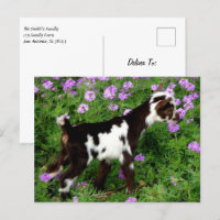 Flashy Nigerian Dwarf Goat Kid em flores roxas