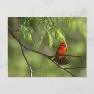 Cartão Postal Flashy Vermilm Flycatcher