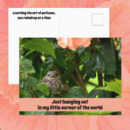 Cartão Postal Fledgling Mockingbird Cute Wildlife Photographic