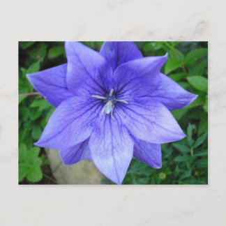 Cartão Postal Fleur bleue