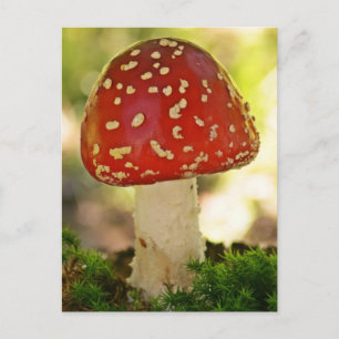 Cartão Postal Fliegenpilz