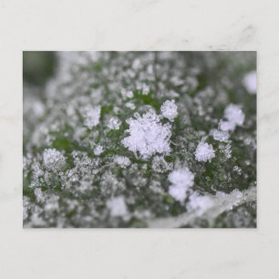 Cartão Postal Flocos de neve