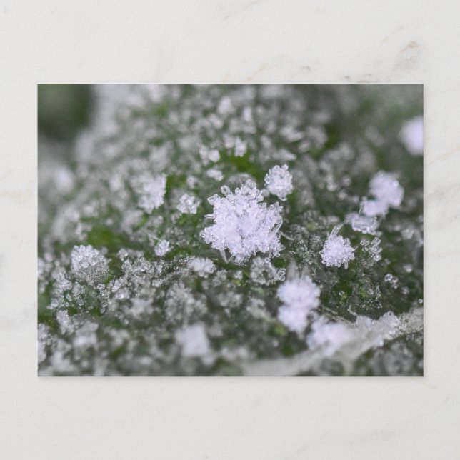 Cartão Postal Flocos de neve  (Frente)