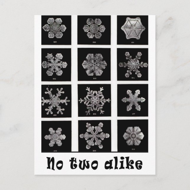 Cartão Postal Flocos de neve de Wilson Bentley, 1902 (Frente)