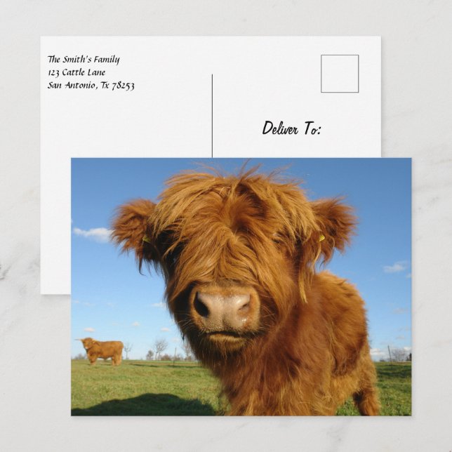 Cartão Postal Floffy Scottish Highland Cow - Blue Sky (Frente/Verso)