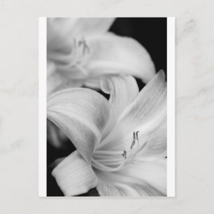 Cartão Postal Flor