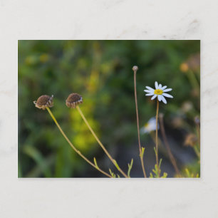 Cartão Postal Flor