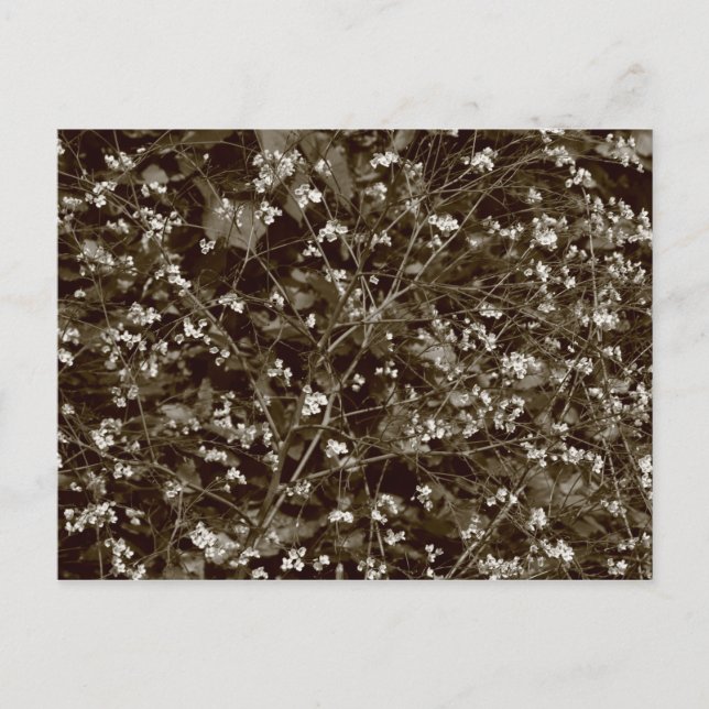 Cartão Postal Flor (Frente)