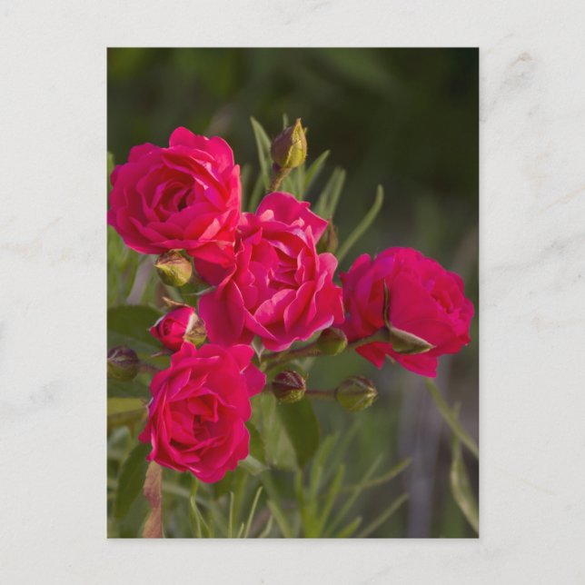 Cartão Postal Flor (Frente)