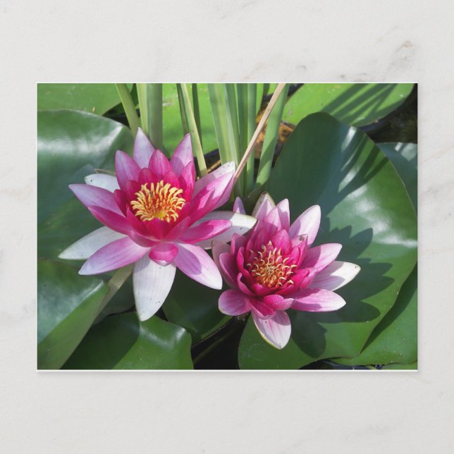 Cartão Postal Flor (Frente)