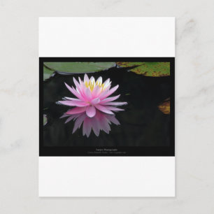 Cartão Postal Flor 017 Lily De Água Rosa