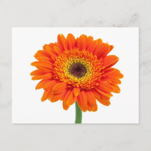 Cartão Postal Flor alaranjada da margarida do Gerbera