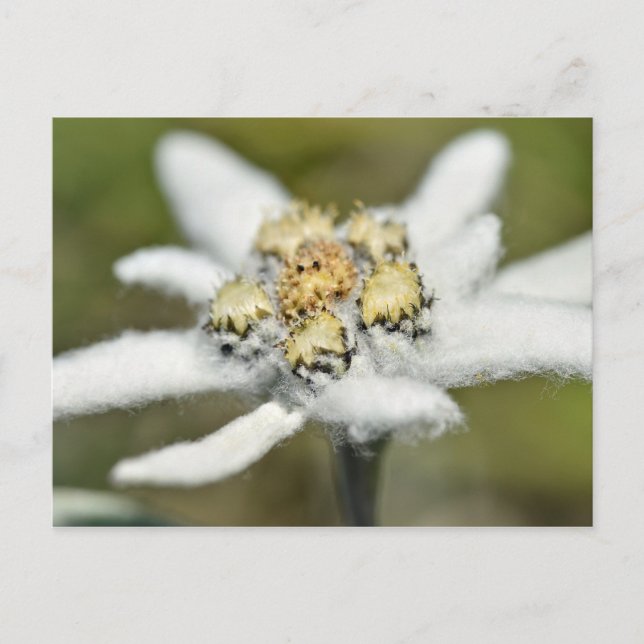 Cartão Postal Flor alpina Edelweiss (Frente)