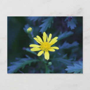 Cartão Postal flor amarela