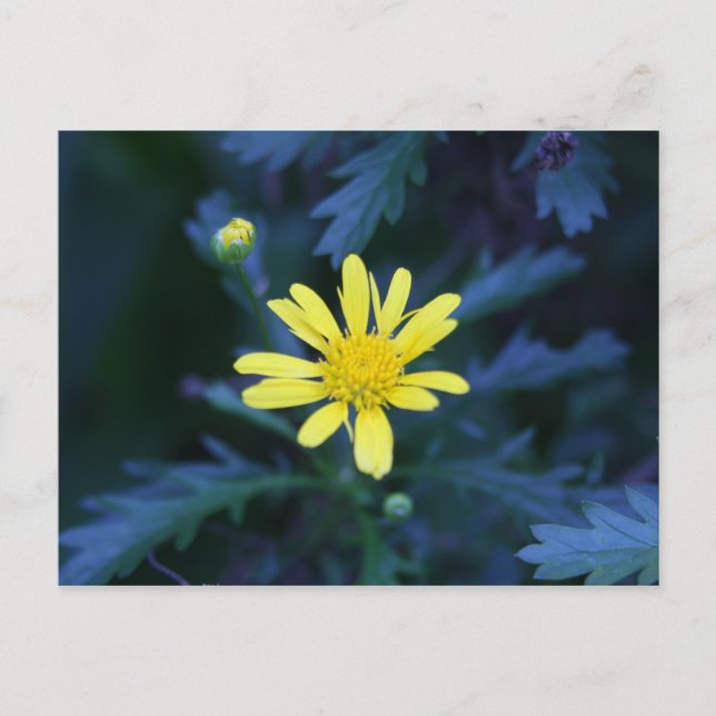 Cartão Postal flor amarela (Frente)