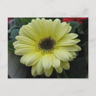Cartão Postal Flor Amarelo