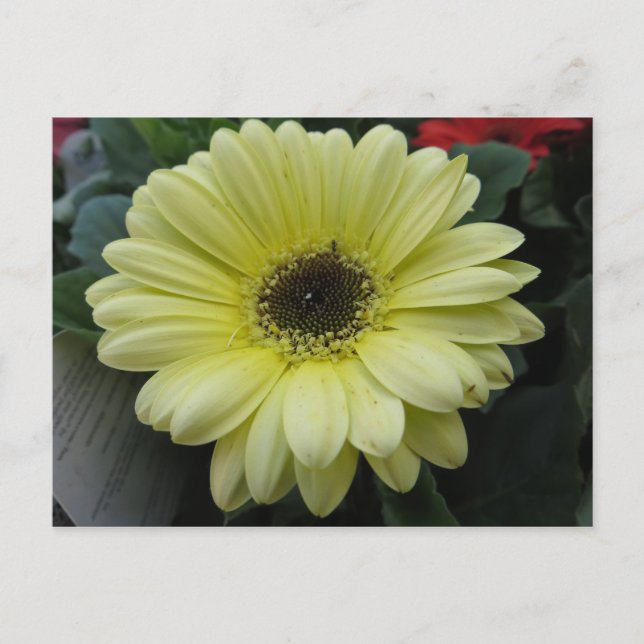 Cartão Postal Flor Amarelo (Frente)