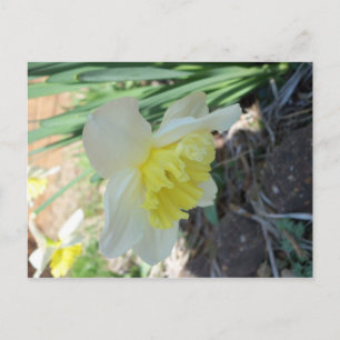 Cartão Postal Flor Amarelo