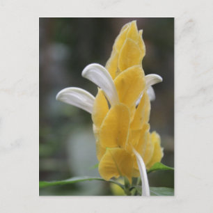 Cartão Postal Flor Amarelo # 2
