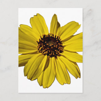 Cartão Postal Flor Amarelo Brilhante, Margarida