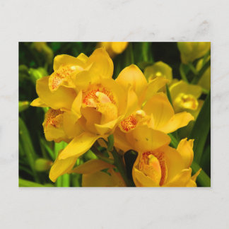Cartão Postal Flor Amarelo Real