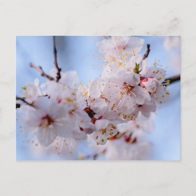 Cartão Postal Flor Apricot Japonês (Frente)
