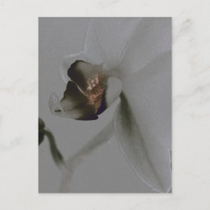Cartão Postal Flor artística em tons cinzentos